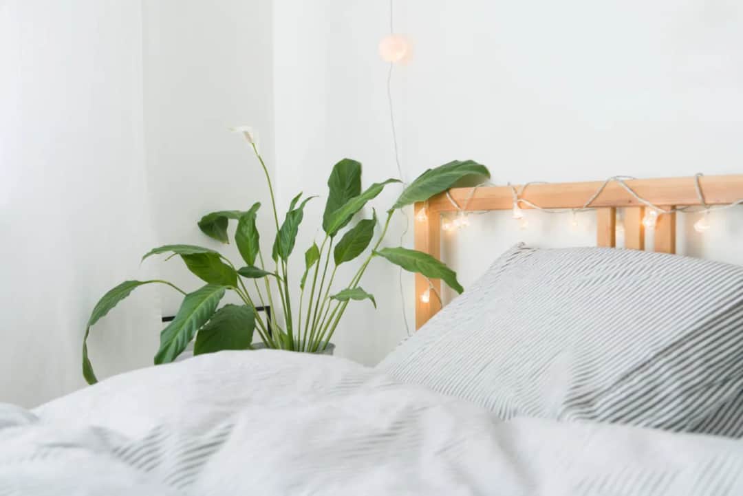 Czy skrzydłokwiat może stać w sypialni? Sprawdź, co musisz wiedzieć