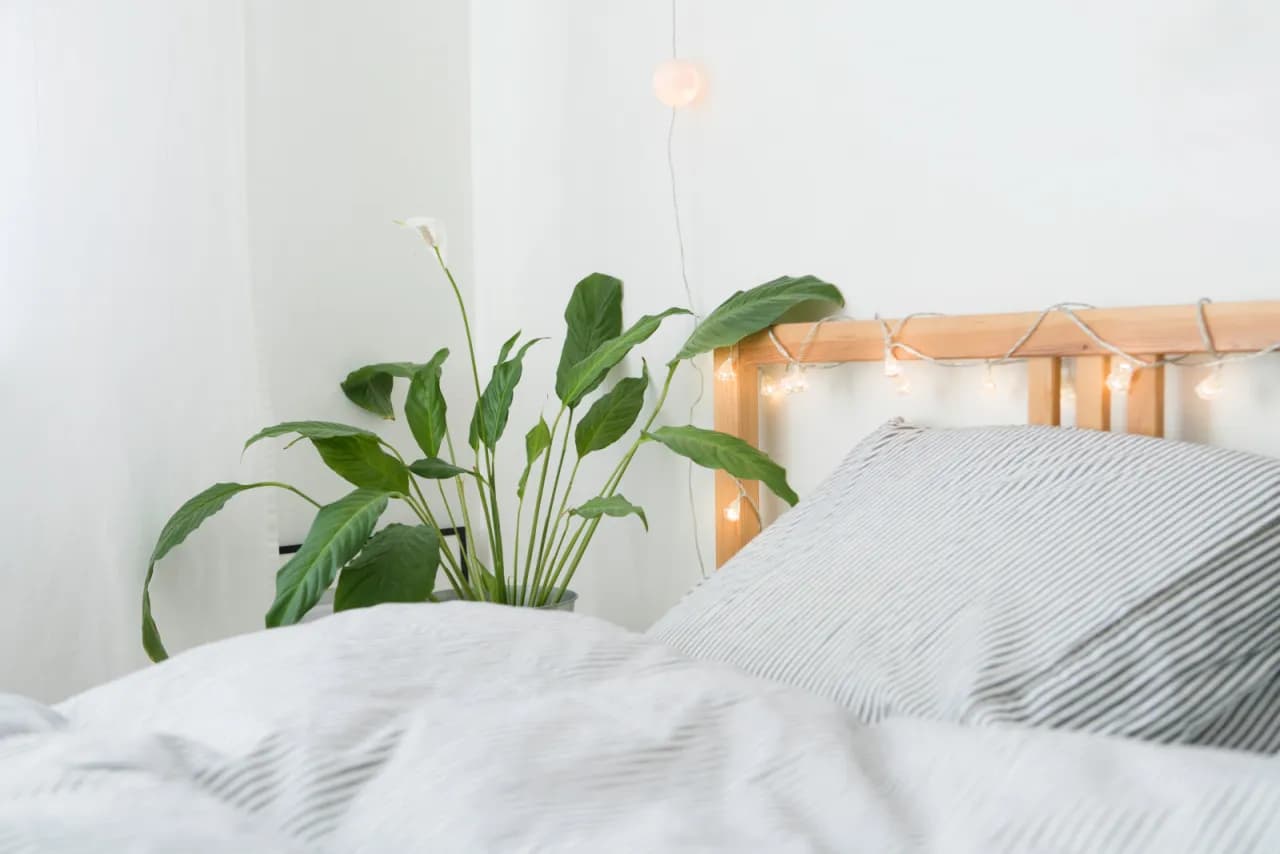 Czy skrzydłokwiat może stać w sypialni? Sprawdź, co musisz wiedzieć