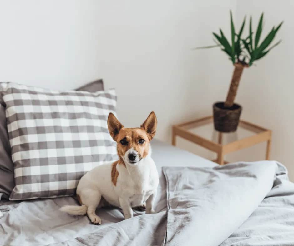 Jak oduczyć psa wskakiwania na kanapę i cieszyć się spokojem w domu