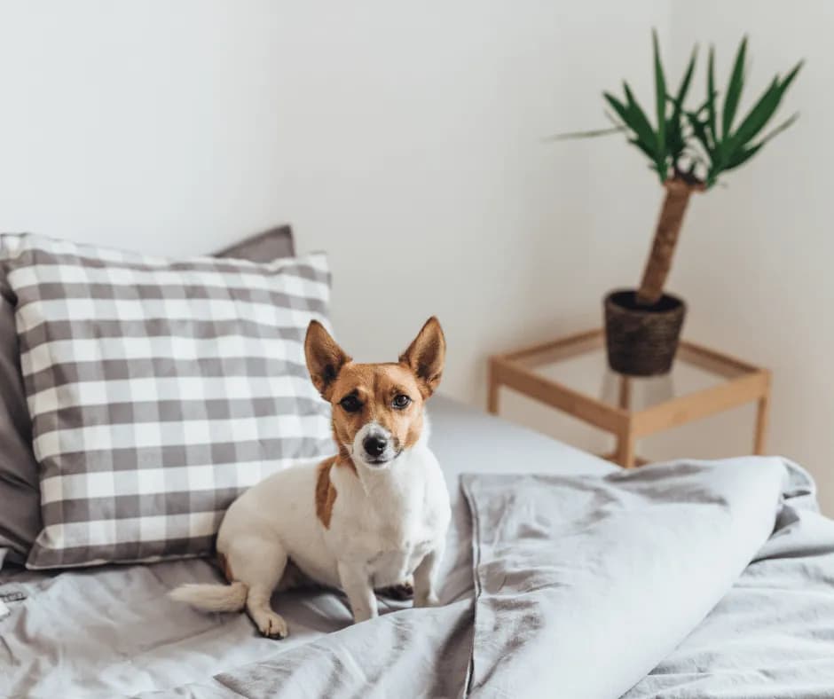Jak oduczyć psa wskakiwania na kanapę i cieszyć się spokojem w domu